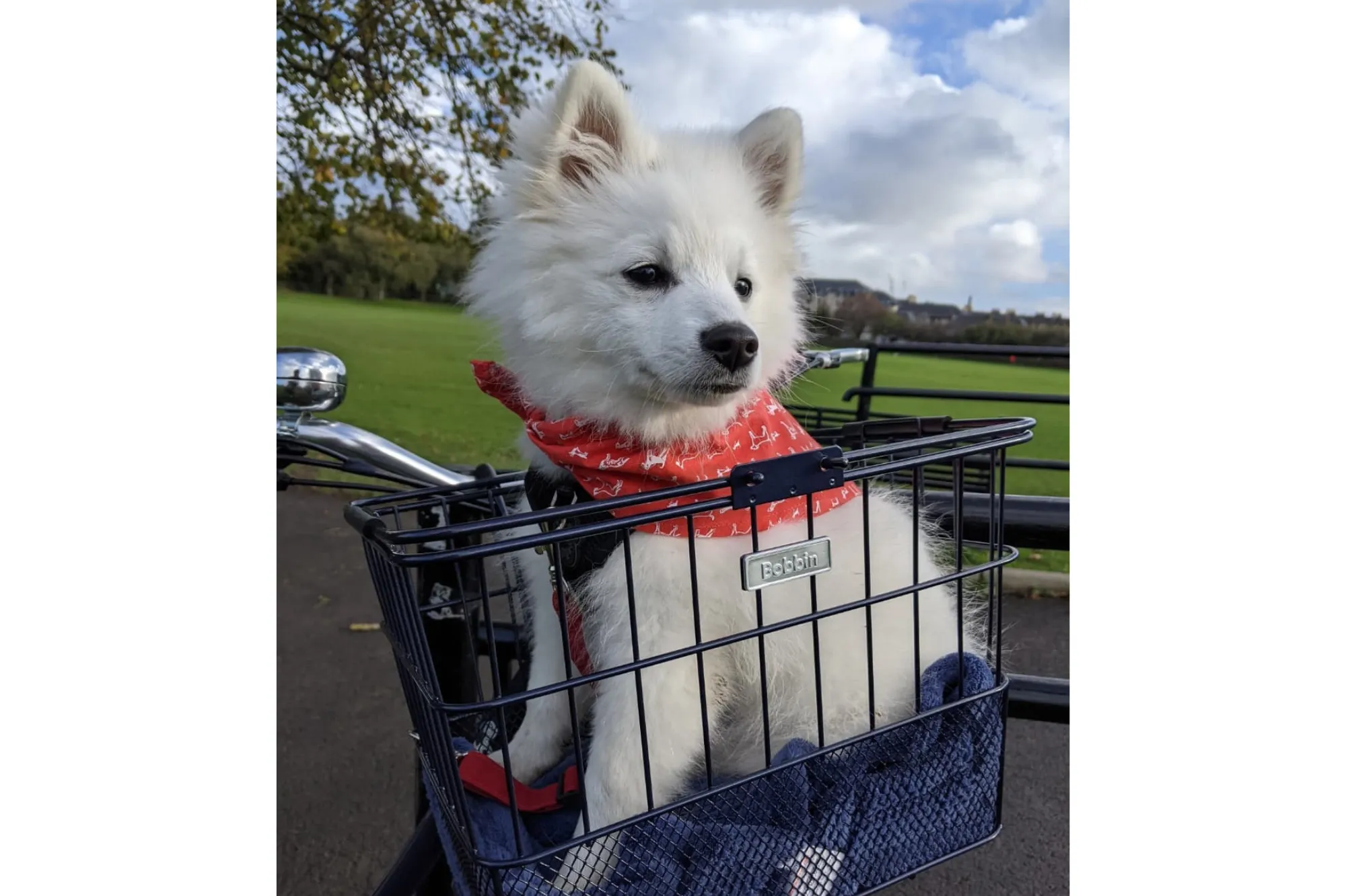Express Bike Basket