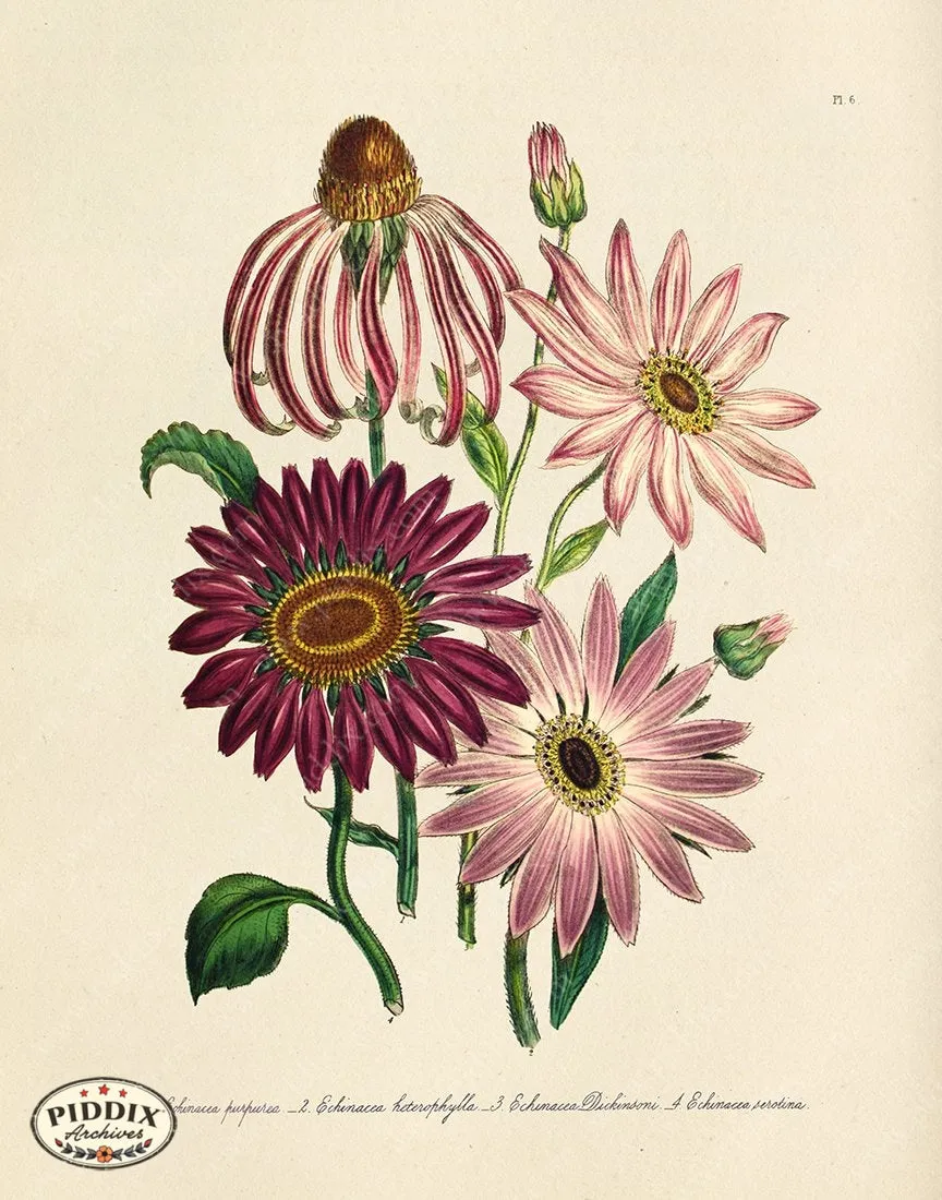 PDXC19326a -- Flowers