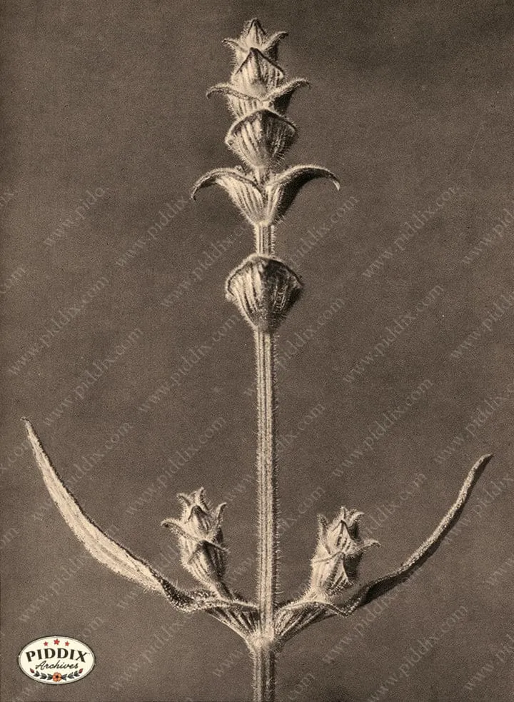 PDXC20263 -- Sepia Plant Stem