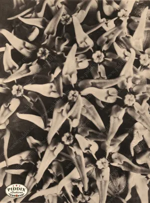 PDXC20280 -- Sepia Close Up Flowers